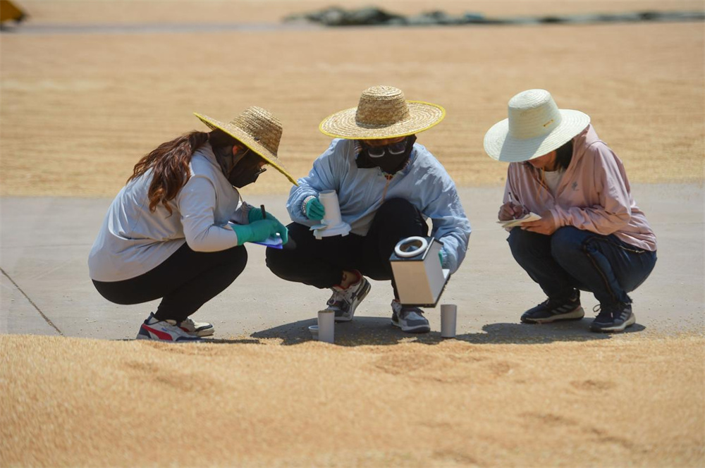 测产专家对黄骅市友和种植专业合作社种植的旱碱麦麦粒进行水分检测。傅新春摄