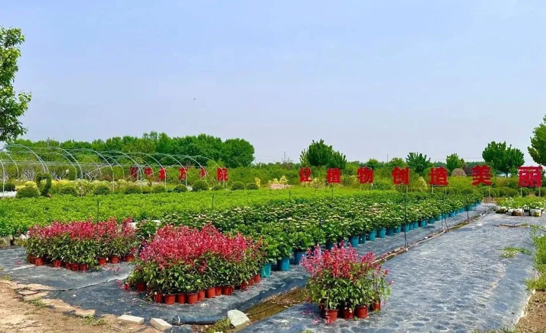 定州东亭镇晨清（甄选）花木超市：探索产销新模式 打造苗木产业“升级版”