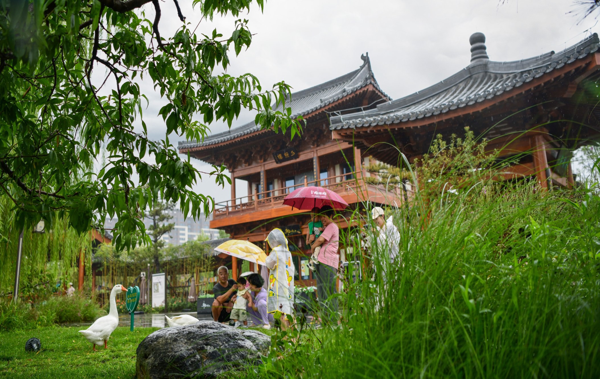 定州：雨中众春园 文旅新体验