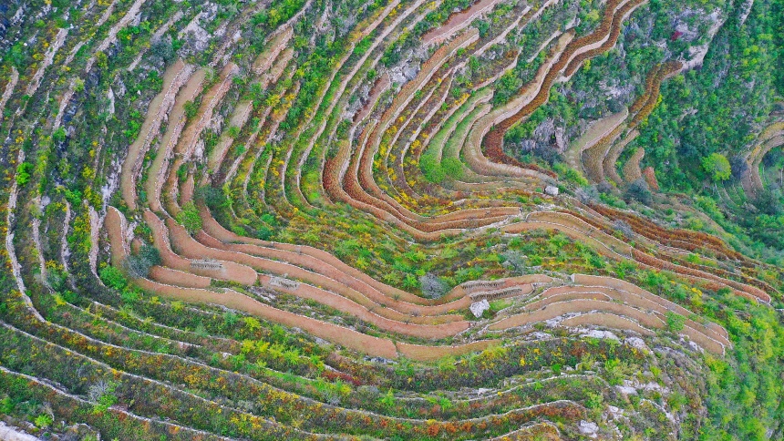 涉县旱作石堰梯田秋景（资料图）。路海东摄