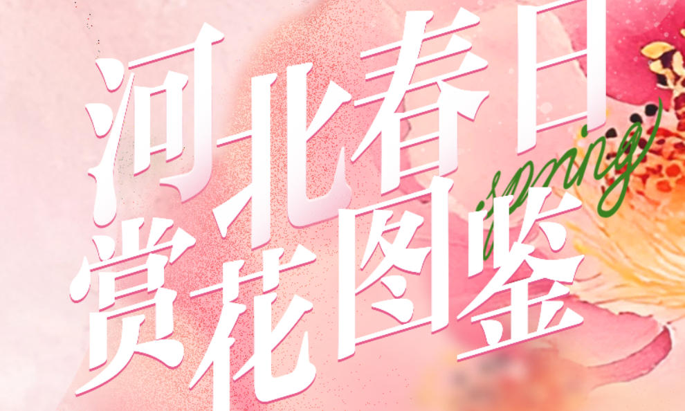 长图｜一起来看这花花世界！河北春日赏花图鉴来啦